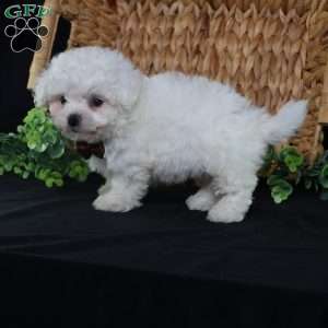 Nicky (Tiny), Bichon Frise Puppy